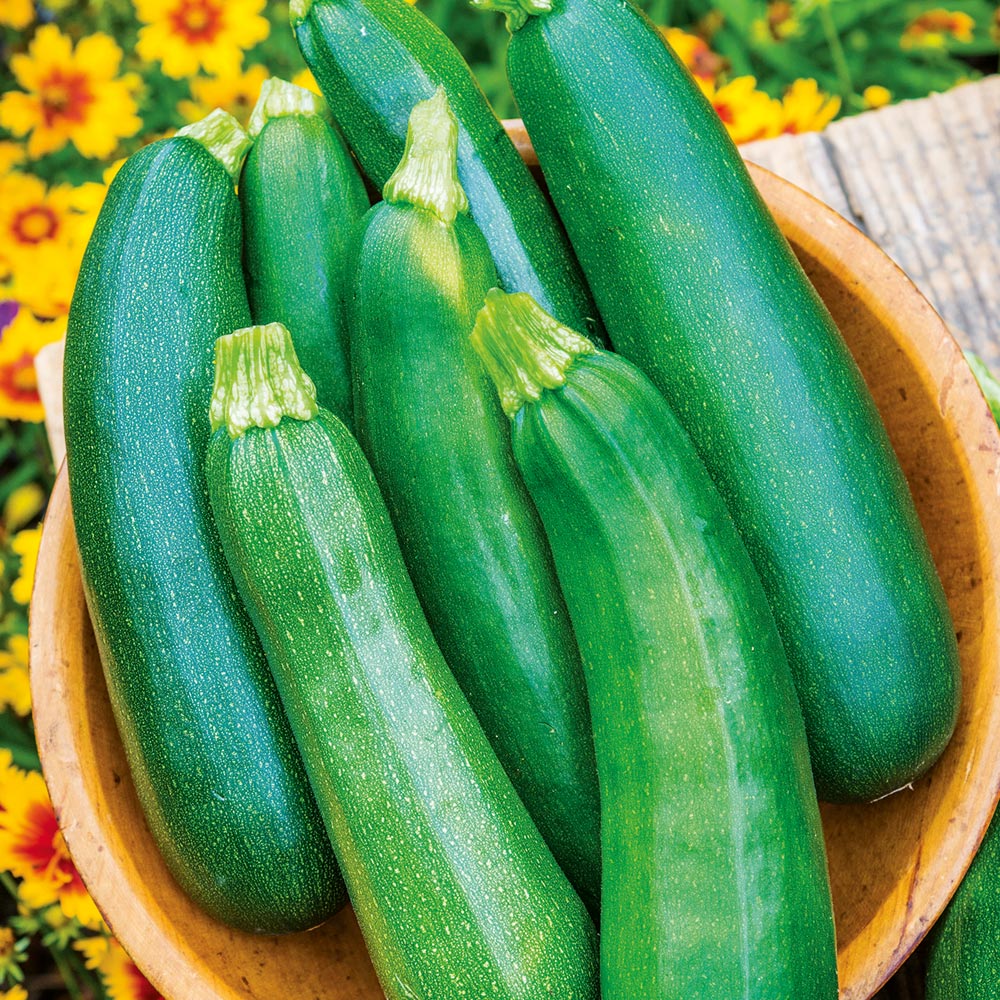 Courgette 'Sure Thing'