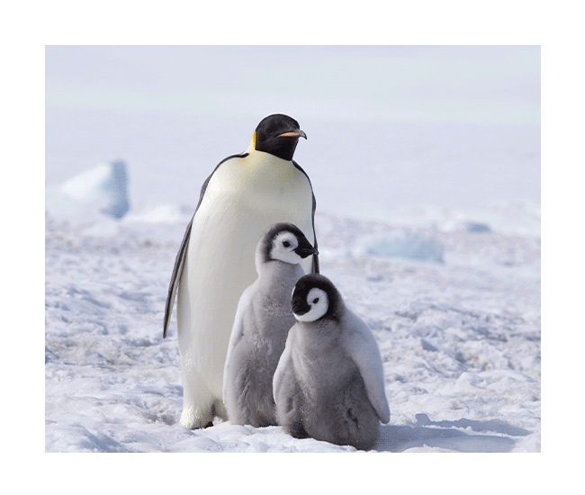 9-night Antarctica 