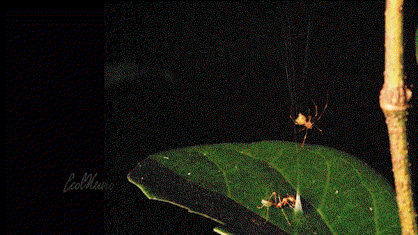 Footage of a ballista spider luring and then hauling up a green tree ant in its web snare.