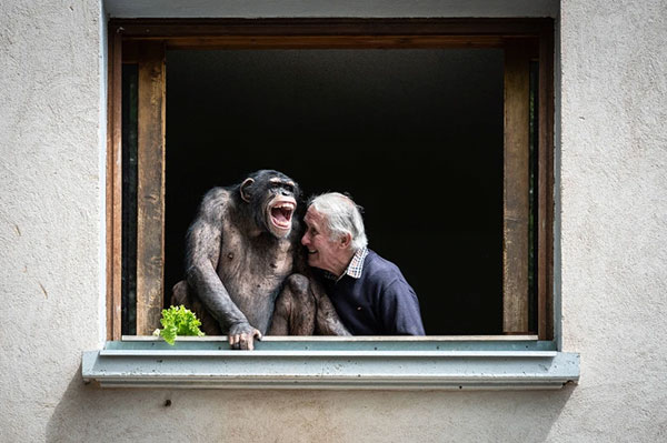 An elderly man and a chimpanzee seen through an open window. Both are smiling.