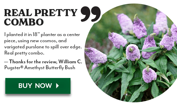 Pugster® Amethyst Butterfly Bush