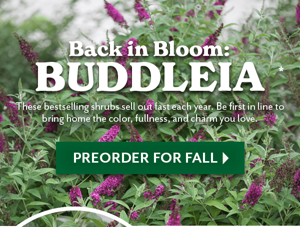 back in bloom: BUDDLEIA