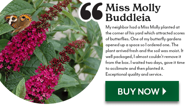 Buddleia 'Miss Molly'