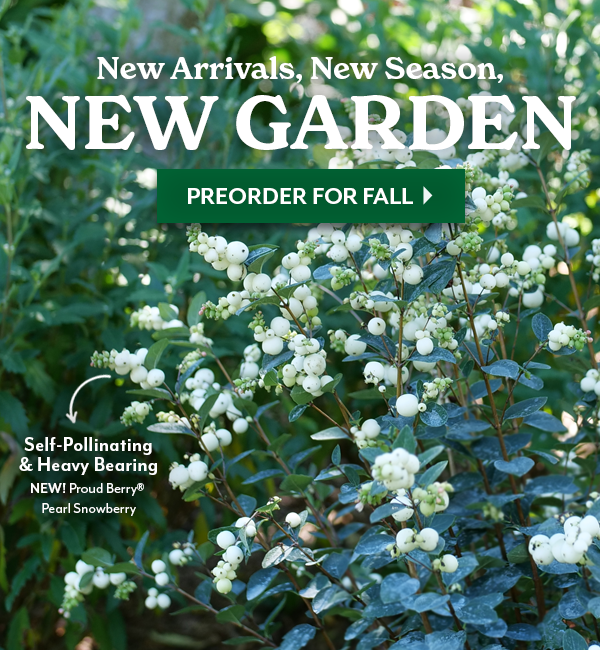 New Arrivals, New Season, NEW GARDEN