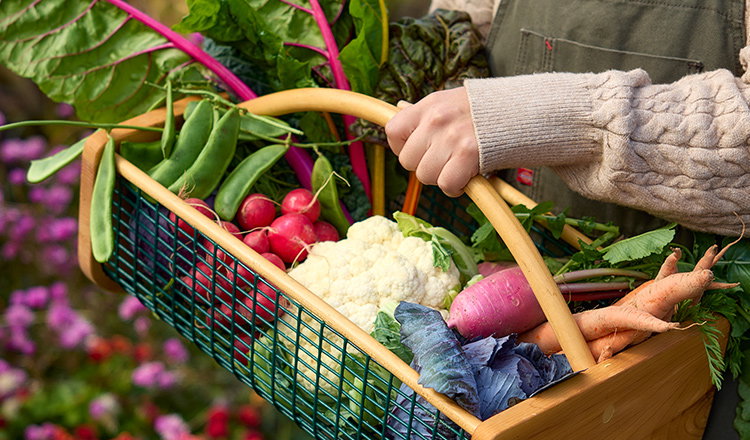 Grow Again Fall Harvest