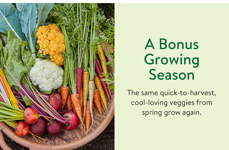 Fall Harvest Vegetables