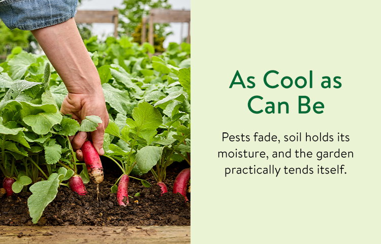 Fall Harvest Vegetables