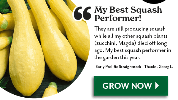 Discover More Flavor with SQUASH