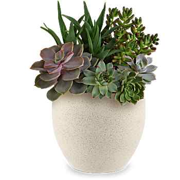 Teleflora's Modern Stone Succulent Garden