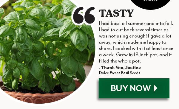 Dolce Fresca Basil Seeds