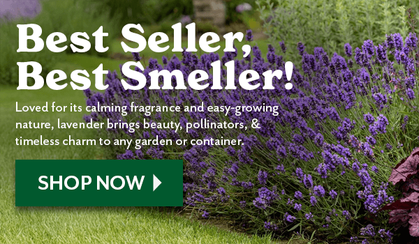 Lavender - Best Seller, Best Smeller