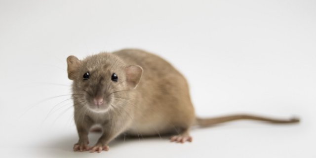 morsure rat enfant école comment réagir