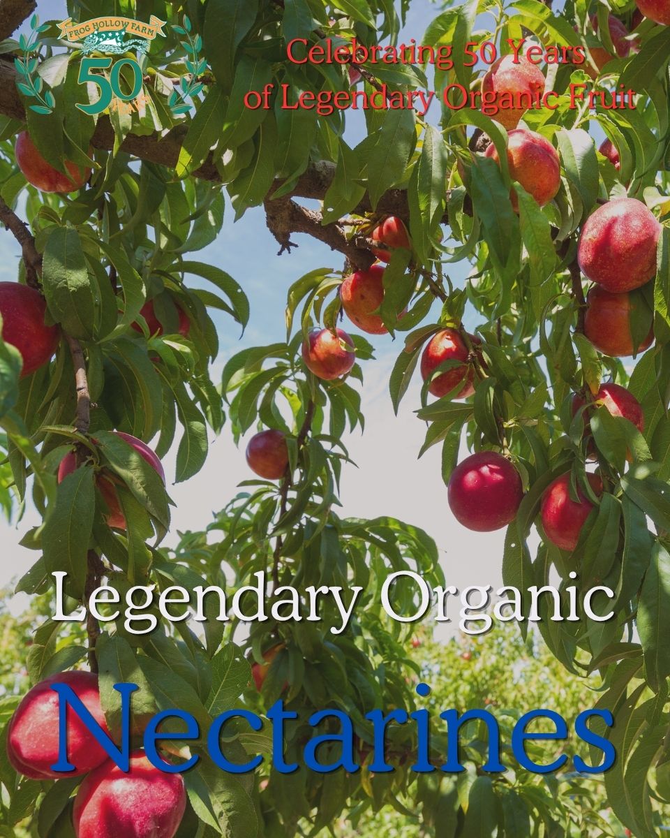 Organic Yellow Nectarines