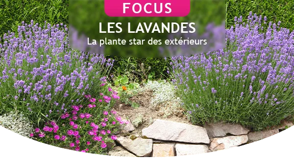 Focus sur les lavandes