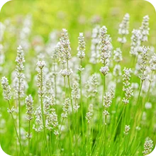 Lavande blanche
