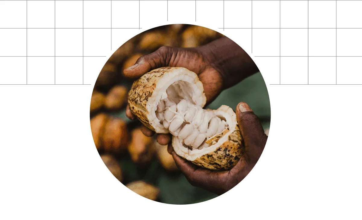 Cocoa Butter - From bean to bar