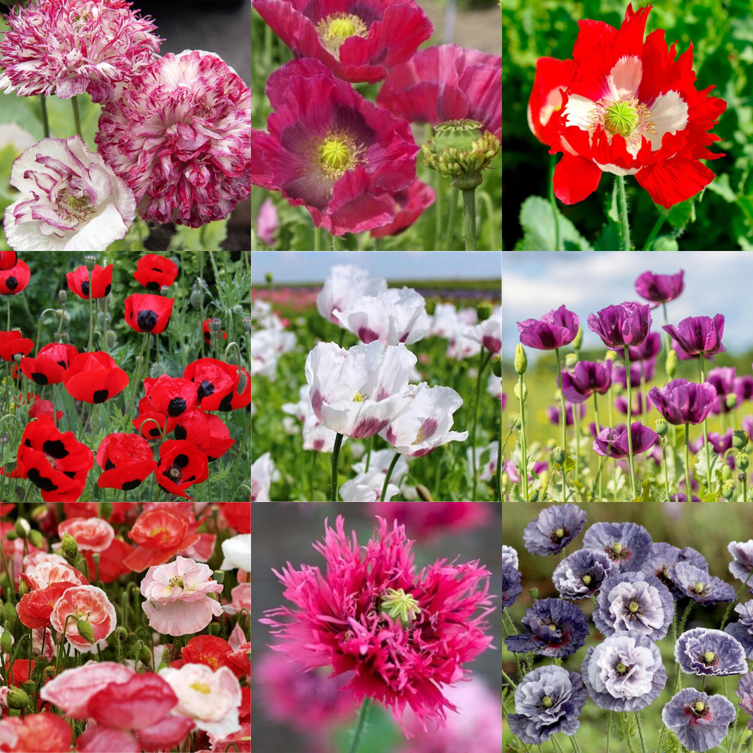 Poppy Plants