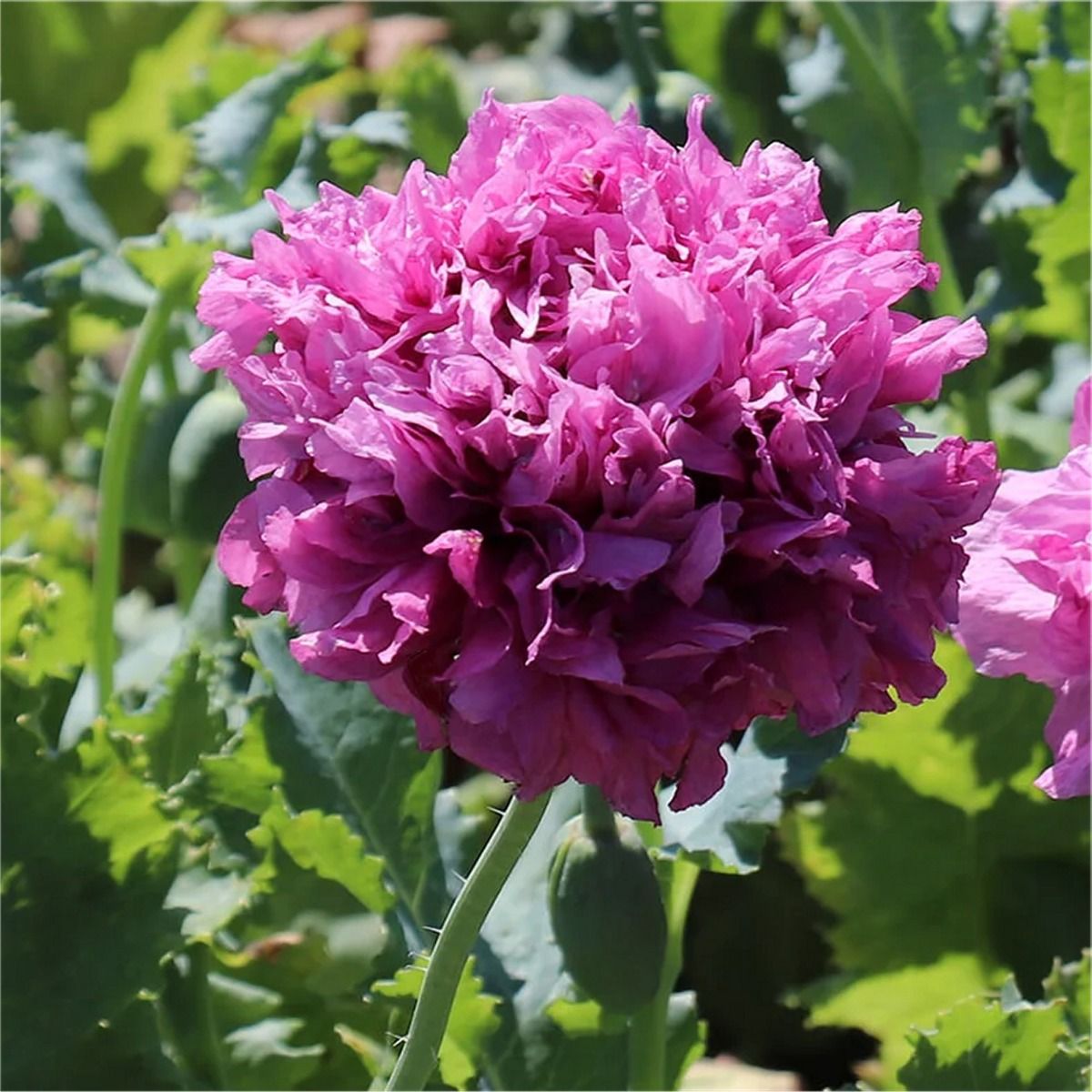 Poppy Plant 'Purple Peony'