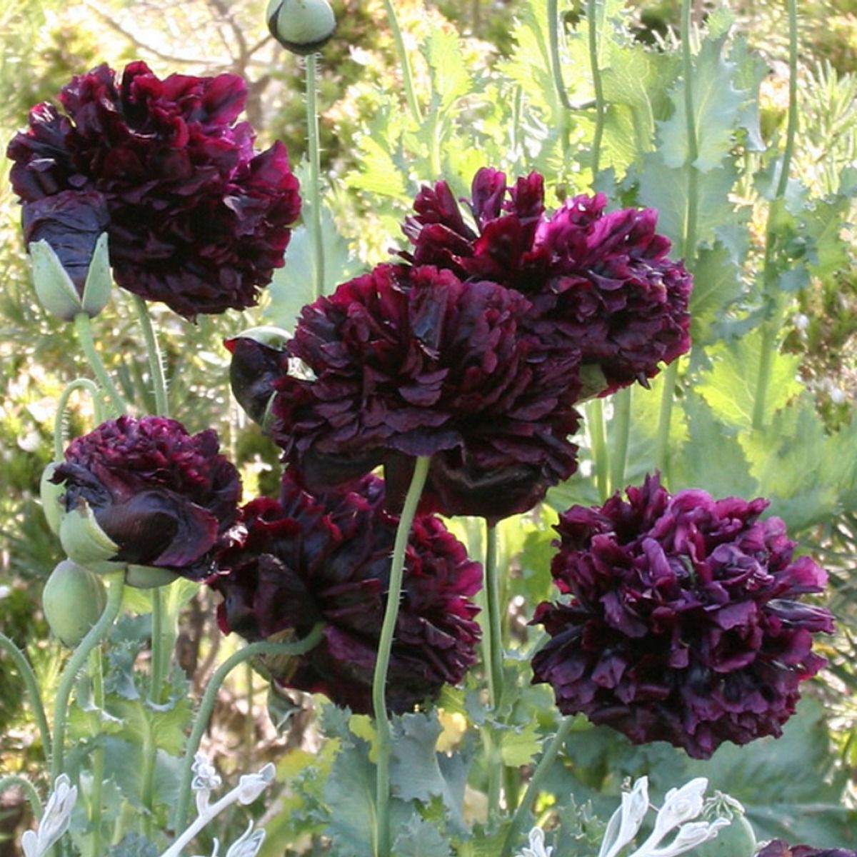 Poppy Plant 'Black Beauty' 