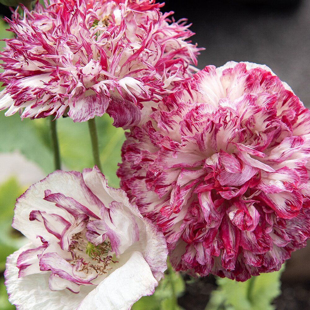 Poppy Plant 'Flemish Antique Peony'