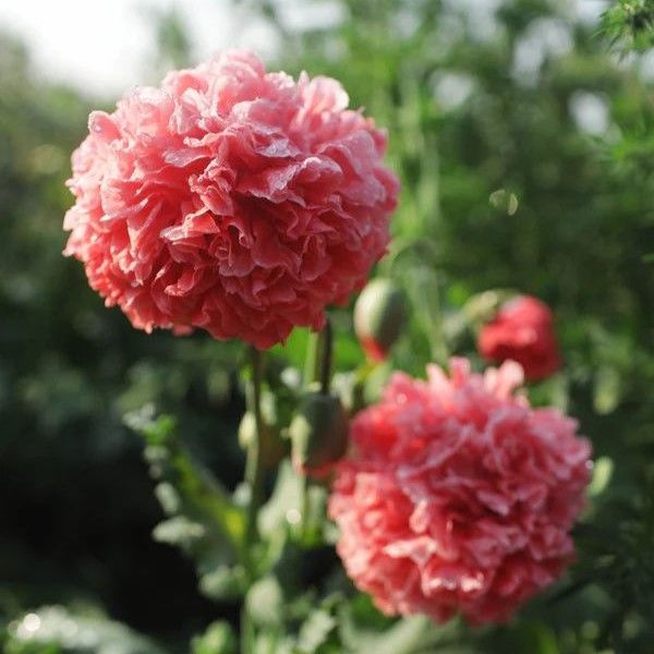 Poppy Plant 'Frosted Salmon Peony'