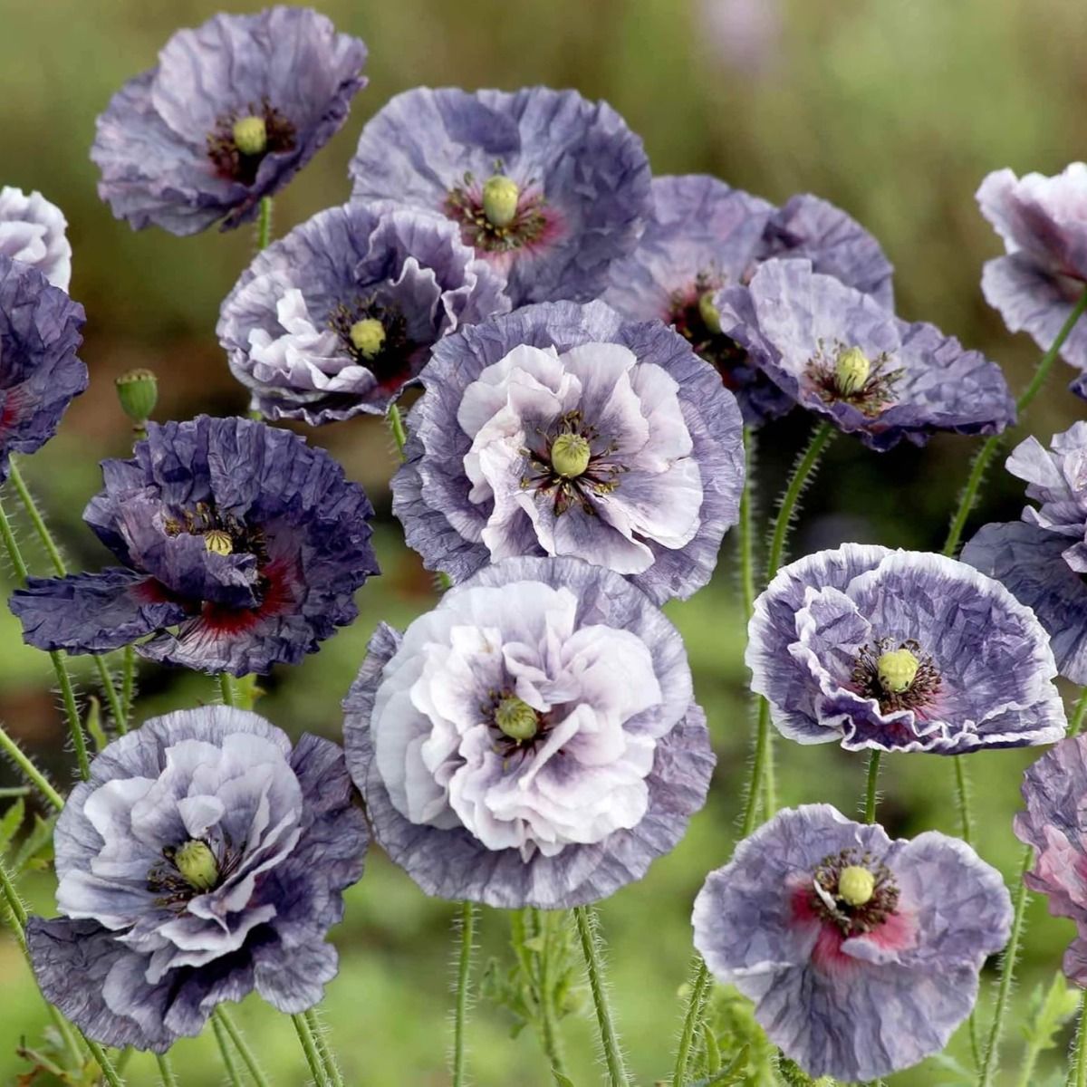 Poppy Plant 'Amazing Grey'