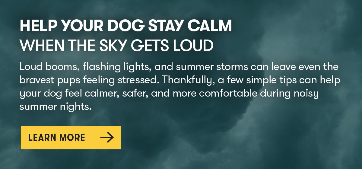 Help Your Dog Stay Calm When the Sky Gets Loud