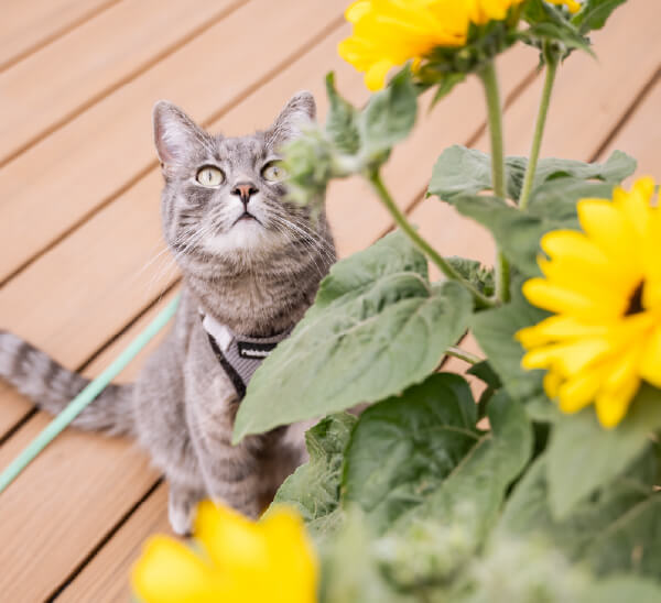 20% OFF Pet Calming & Wellness