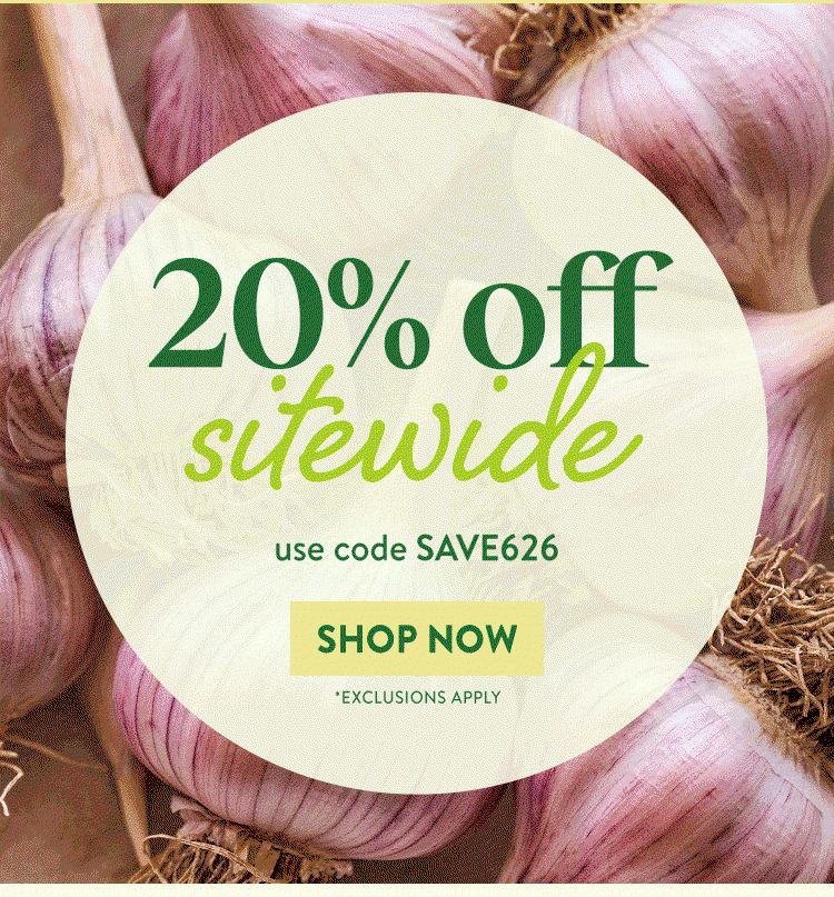 Garlic Bulbs