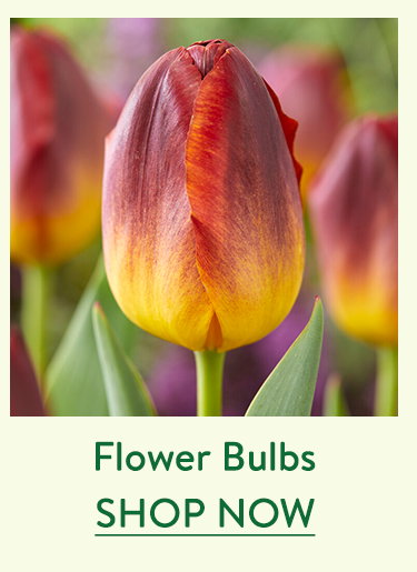 Flowering Bulbs