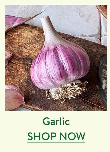 Garlic Bulbs
