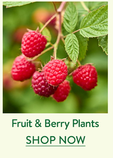 Fruit & Berry Plants