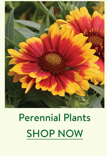 Perennial Plants