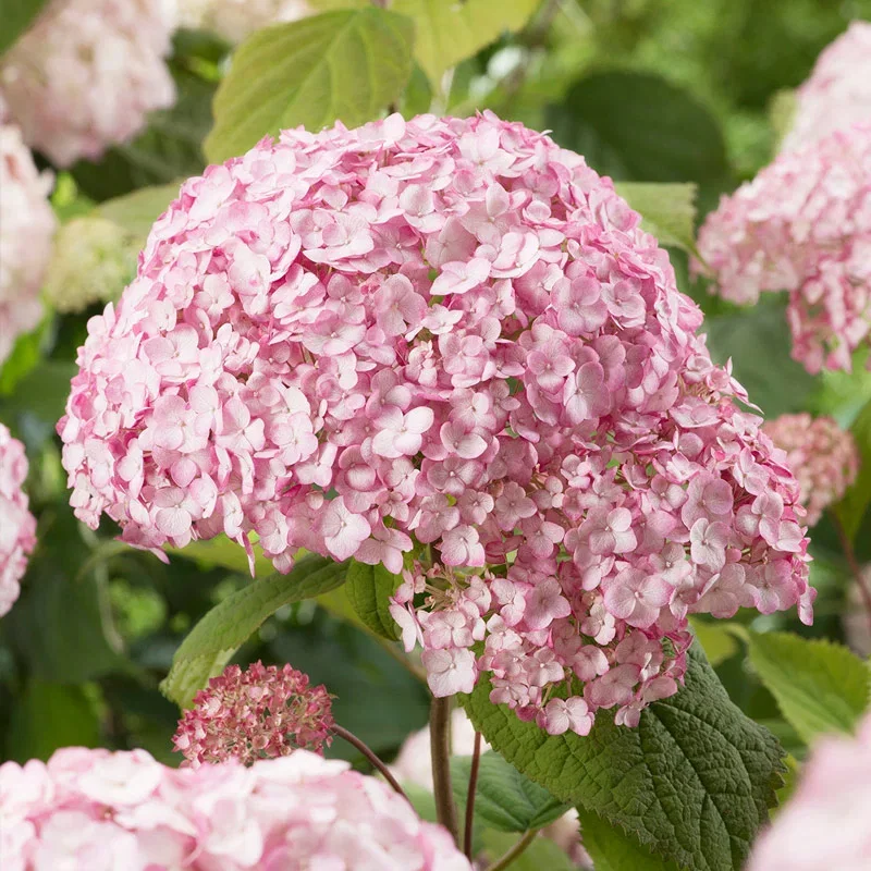 Candybelle® Bubblegum Hydrangea
