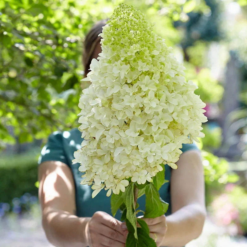 Skyfall Hydrangea
