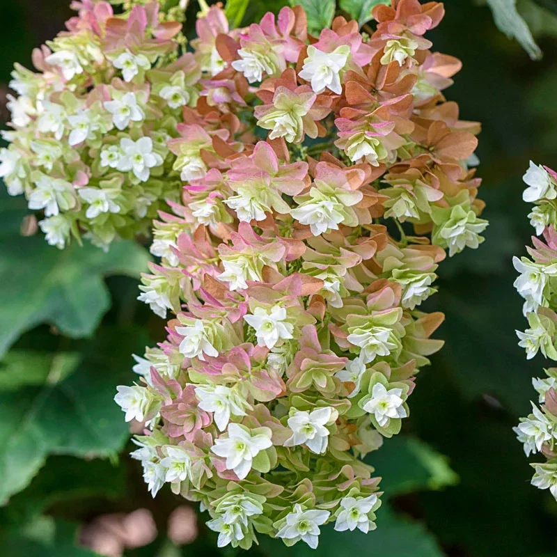 Snowflake Oakleaf Hydrangea
