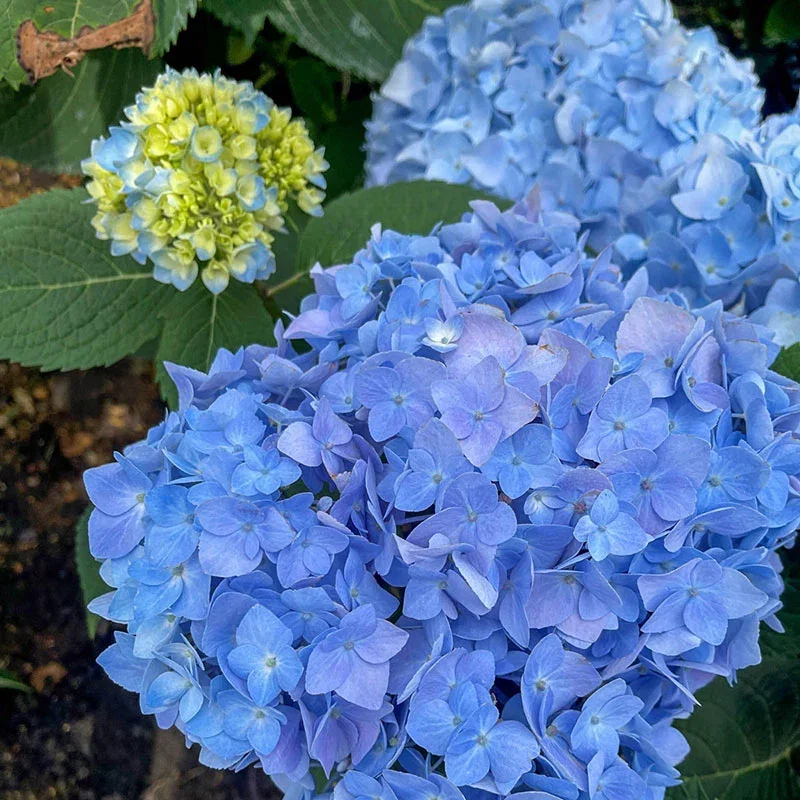 Ibloom™ Azure Skies™ Hydrangea
