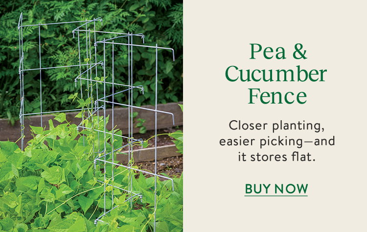 Pea and Cucumber Fence