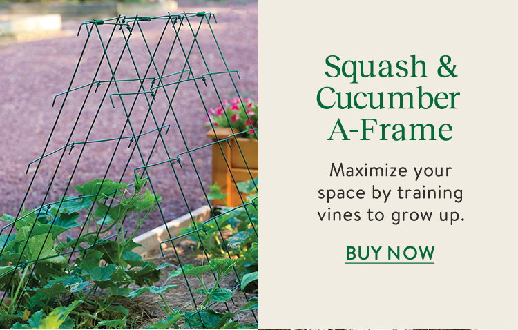 Squash Cucumber and A-frame