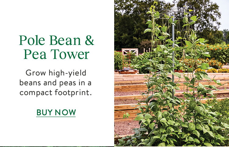 Pole Bean & Pea Tower