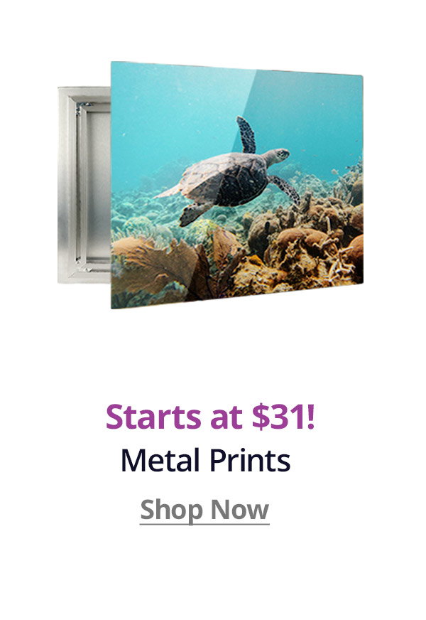 Metal Prints starting at $31! Shop Now