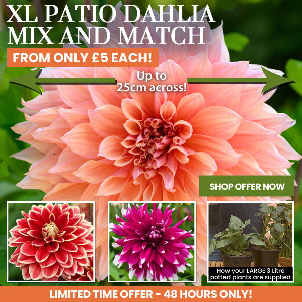 Dahlia Mix & Match