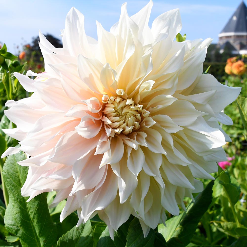 Dahlia 'Cafe Au Lait' 