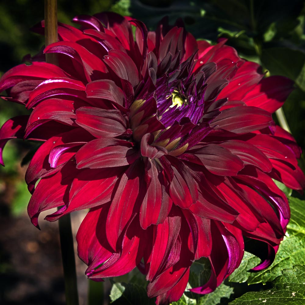 Dahlia Dinner Plate 'Spartacus' 