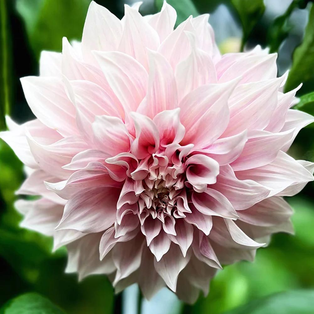 Dahlia 'Shiloh Noelle'