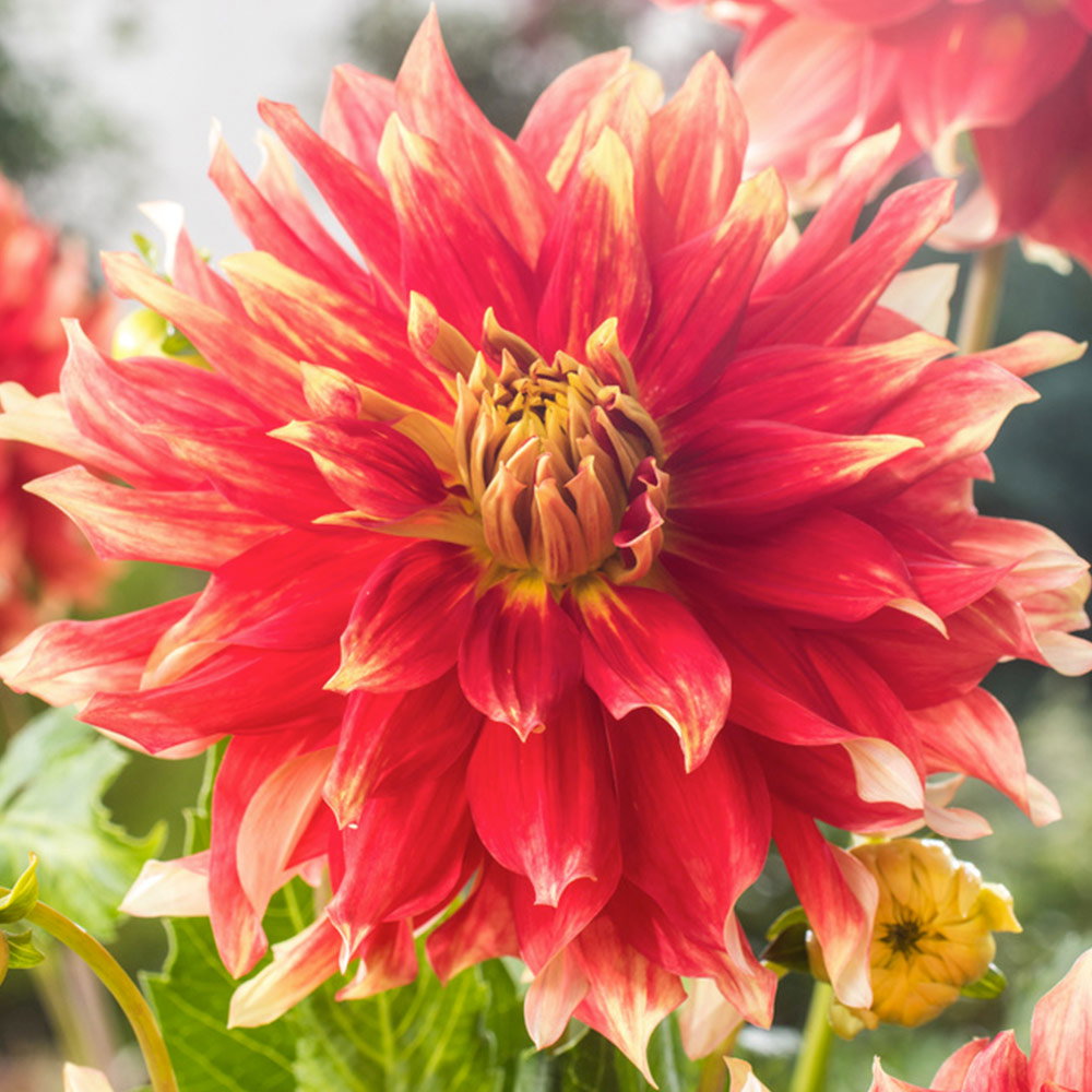 Dahlia 'Bodacious'