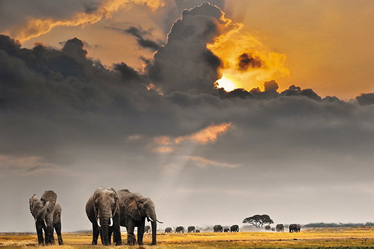 African Safari webpage