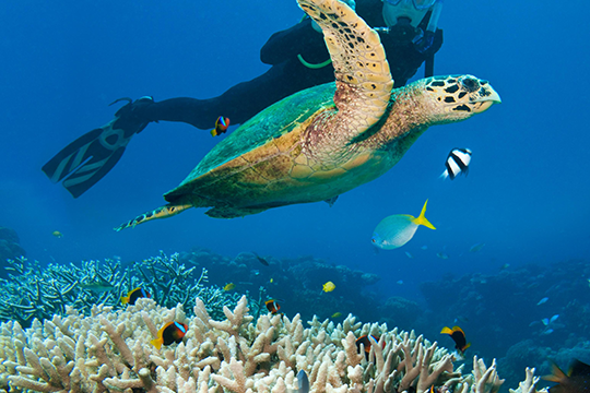 Splendors of Australia and New Zealand webpage