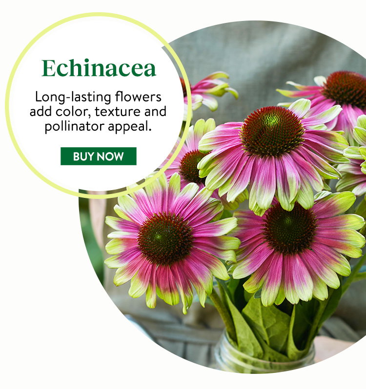 Echinacea Seeds & Plants