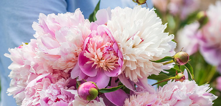 Peony Plants